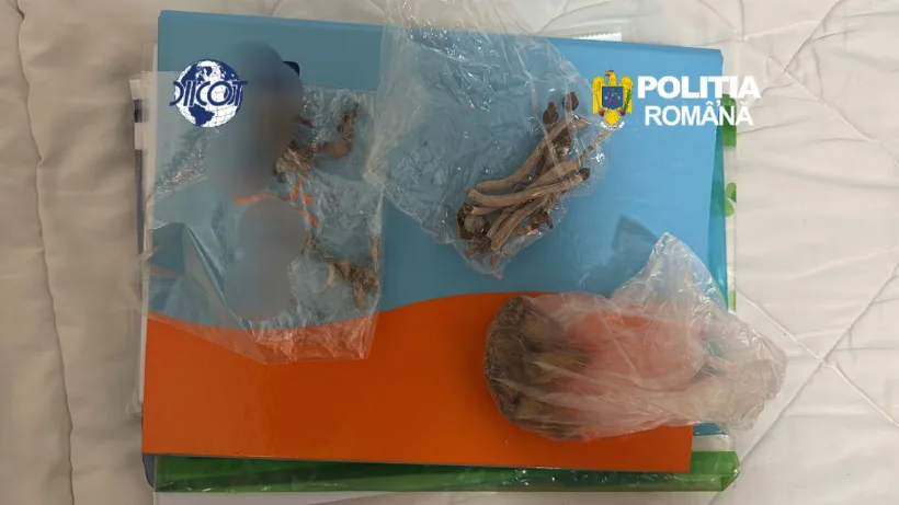 Droguri aduse din Spania cu o firmă de curierat. Doi gălățeni, prinși în flagrant cu 1,7 kg de canabis și cocaină