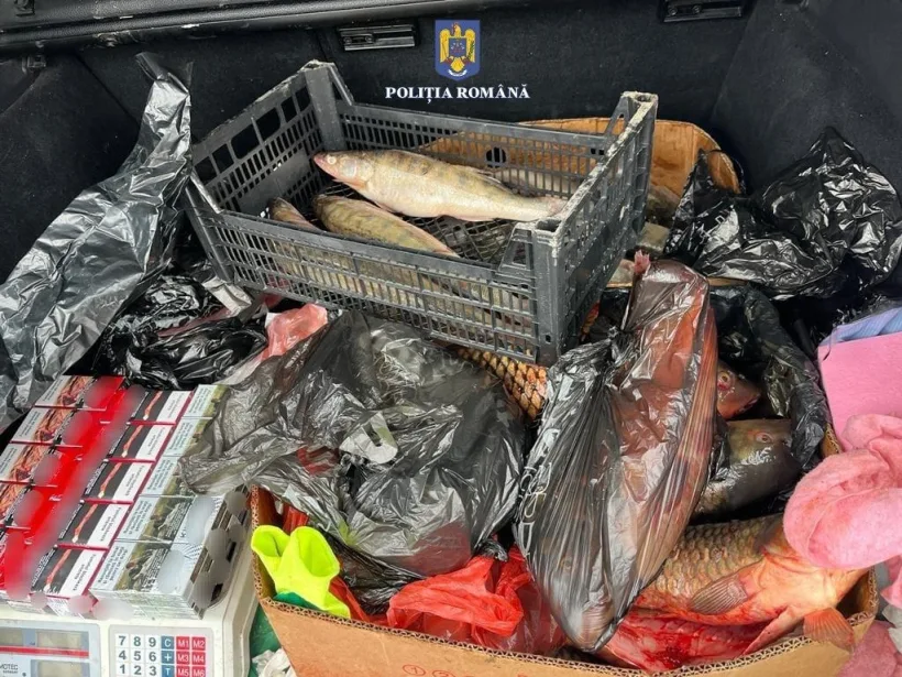 Razii la braconieri: sute de kilograme de pește și icre, confiscate