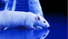 24 aprilie - Ziua mondială pentru protecţia animalelor de laborator