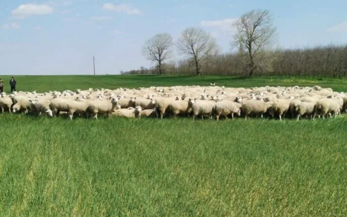 Oi găsite moarte pe un câmp din județul Galați