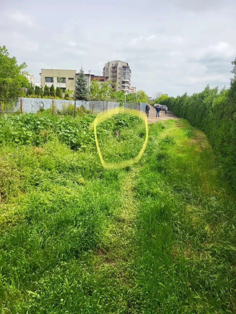 Căprioară pe Faleza Dunării din Galați