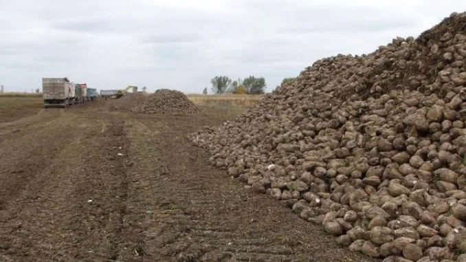 Autorizații temporare pentru utilizarea neonicotinoidelor la semințele de porumb și sfeclă de zahăr
