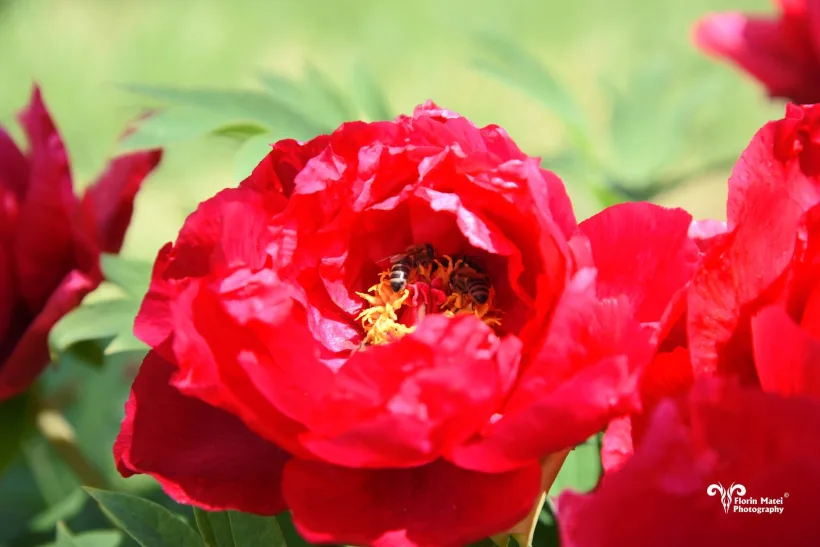 Au înflorit bujorii la Grădina Botanică din Galați!