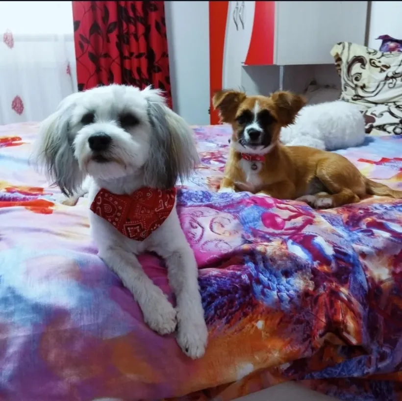 A fost reținut bărbatul care a omorât doi căței mici. Este angajat Damen