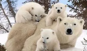 27 februarie - Ziua Internaţională a Ursului Polar