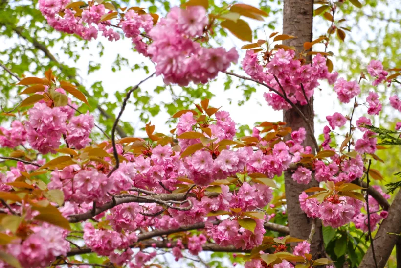 Imagini spectaculoase la Grădina Botanică din Galați: cireșii japonezi, în plină floare