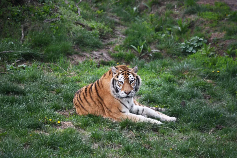 De 1 iunie, copiii vor avea acces gratuit la Parcul ZOO și Grădina Botanică