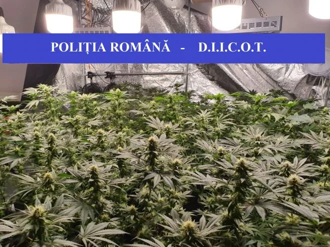 VIDEO Cultură de cannabis, descoperită într-o lizieră de lângă Galați. Un bărbat a fost reținut