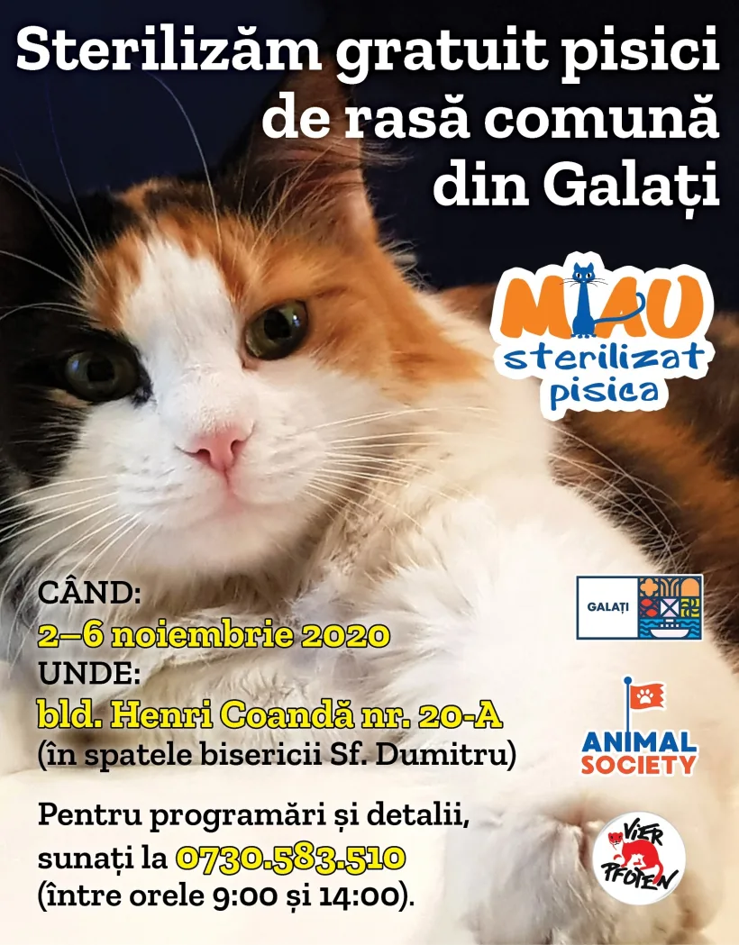  Campanie de sterilizare gratuită a pisicilor de rasă comună din Galați