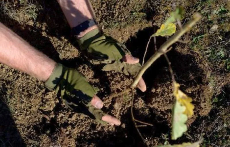 Peste 1000 de puieți vor fi plantați pe Faleza Dunării și străzile orașului Galați