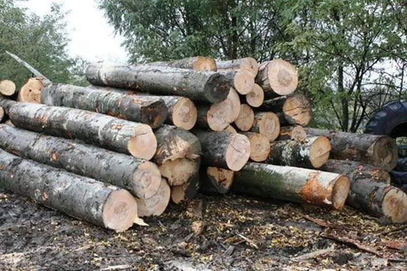 Doi bărbați, prinși la furat în pădure. S-au ales cu dosar penal