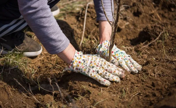 Peste 15.000 de salcâmi, plantați de voluntari în Berești