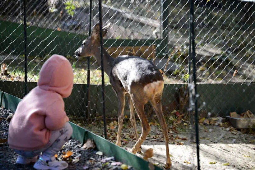 Gălățenii, invitați să se relaxeze la Grădina Zoologică