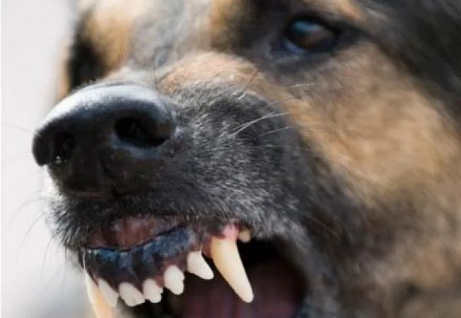 Copil cu leziuni grave la spital, după ce a fost atacat de un câine pe stradă