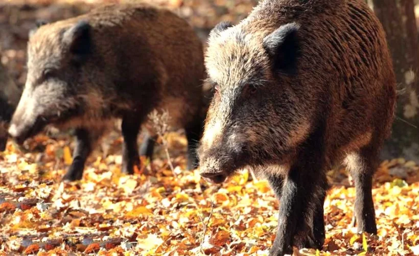 Primul caz de pestă porcină africană în județul Brăila